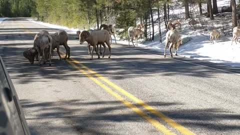 Big Horn Sheep Road Block in Montana