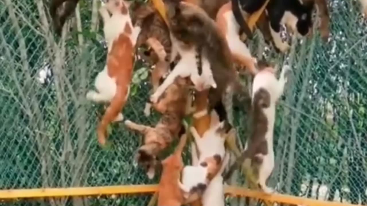 Dogs and cats together form a beehive