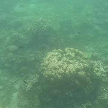 Under the Sea: A Snorkeling Adventure 🌊🐠