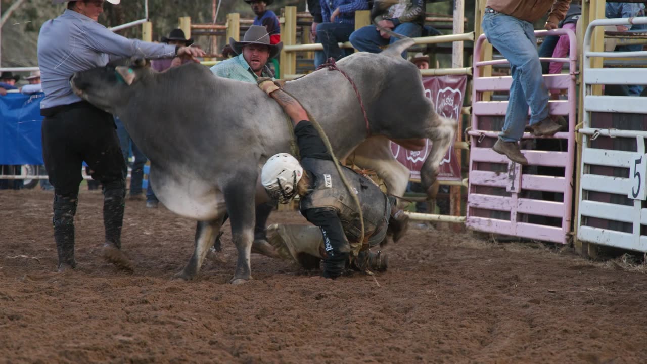 HECTIC BULL RIDE/DRAG #FAIL