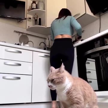 Mama Cat Takes Back Crying Kitten From Toddler