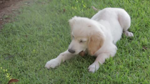 Little Baby playing with faith in humanity