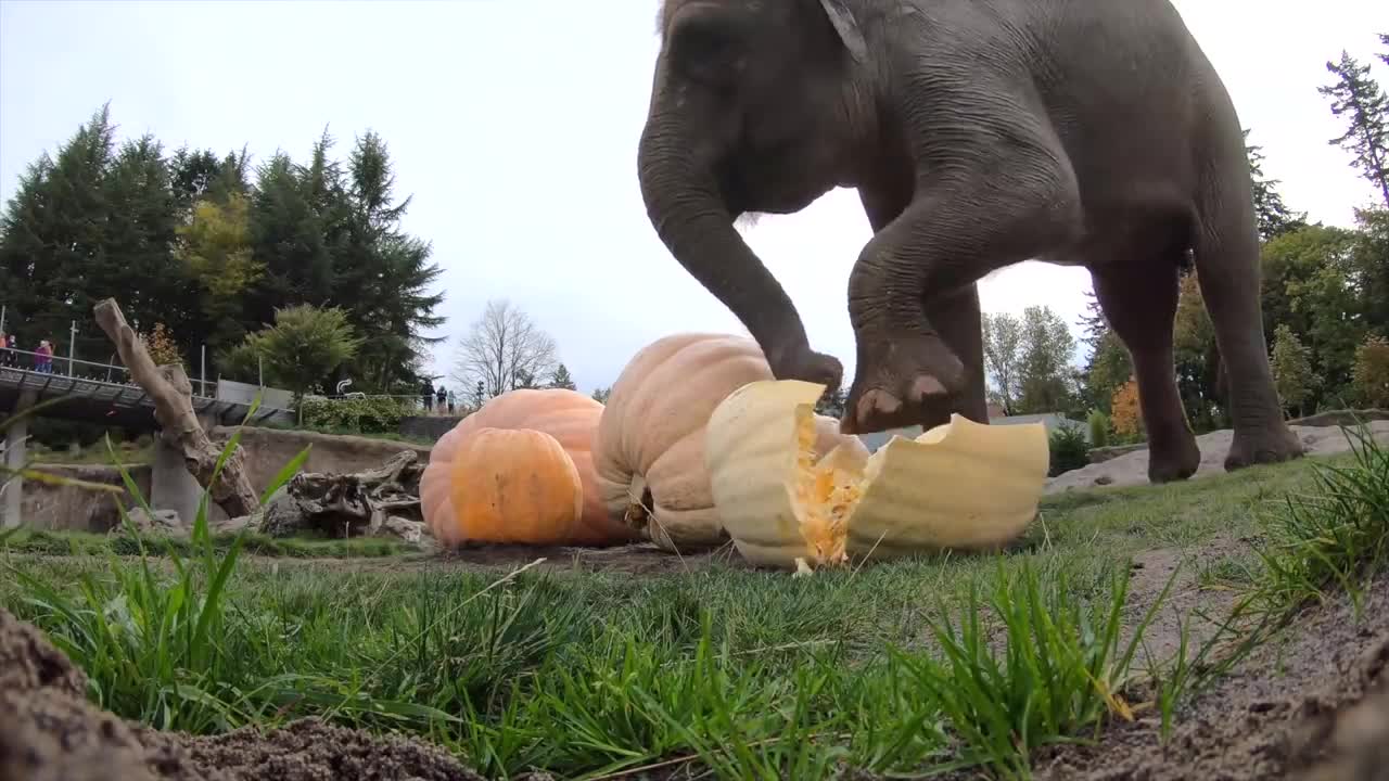 Elephant Smash Giant Pumpkins