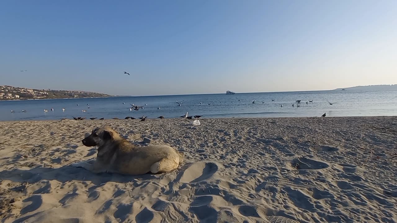 Dog lying on the beach