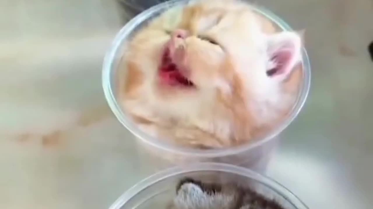 The cutest cat ππΊπΊ