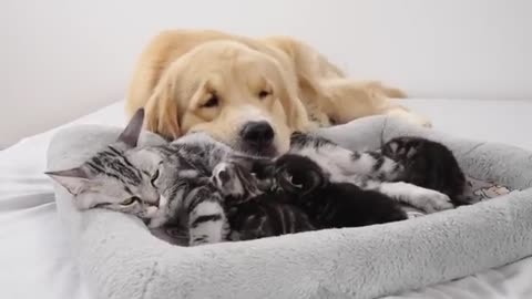 Mother Cat Introduces Newborn Kittens to the Golden Retriever who Raised Her