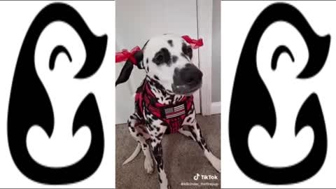 BEST DOGGOS ON TIKTOK - CUTE AND FUNNY DOG VIDEOS