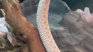 Dale the Pretentious Albino Hognose Snake
