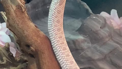 Dale the Pretentious Albino Hognose Snake