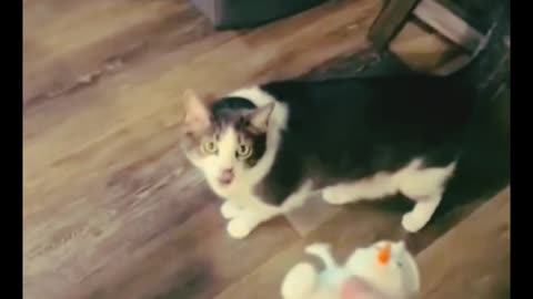Funny cat videos