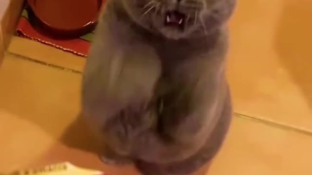 It's food o'clock! 😹🍕💕