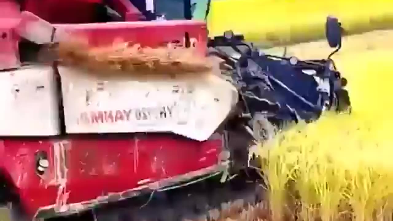 Amazing work and vegetable hard wasting