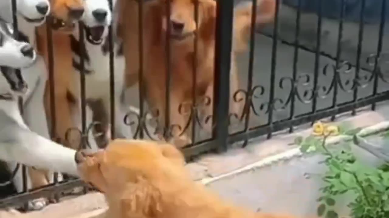 Funny animal videos 🤣🤣🤣🤣😄