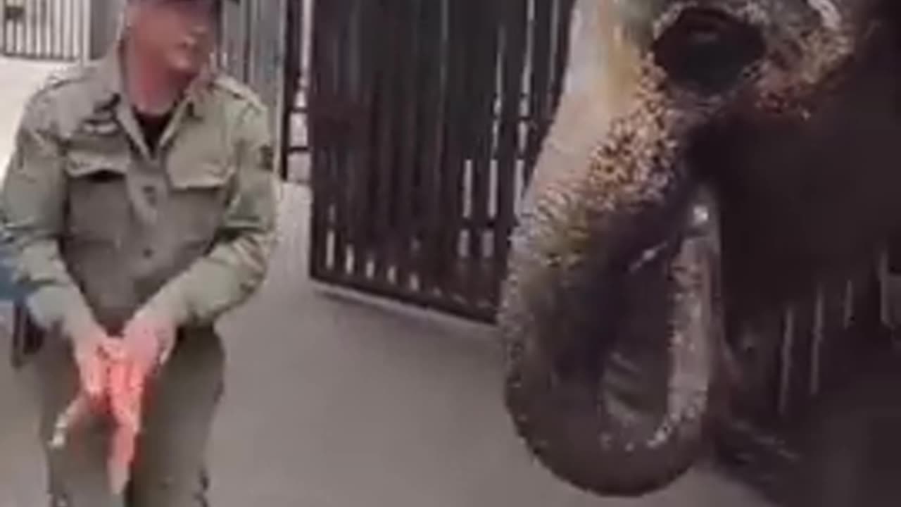 Best Funny Animal Videos of the year (2024), funniest animals ever. relax with cute animals video