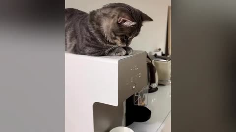 Pusi cat