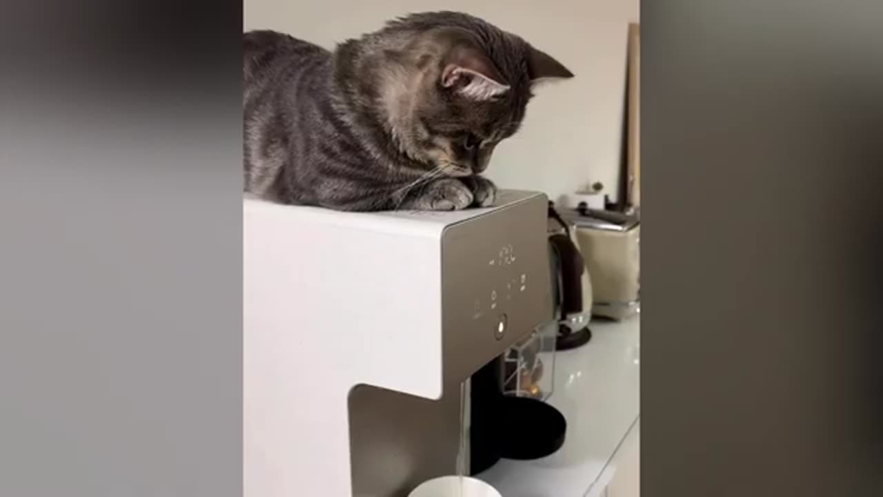 Pusi cat