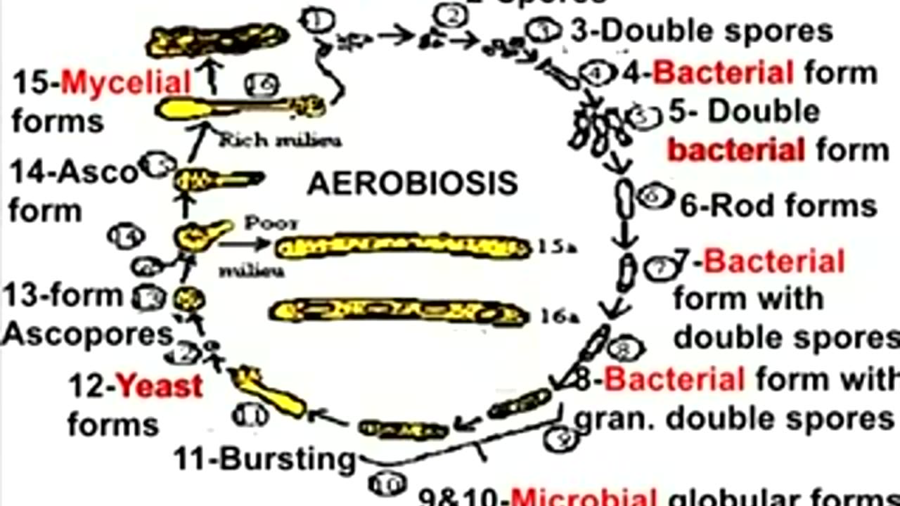 Pleomorphism in the human body