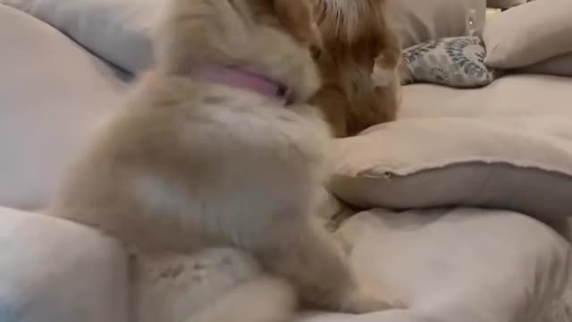 funny cat and dog arguing....