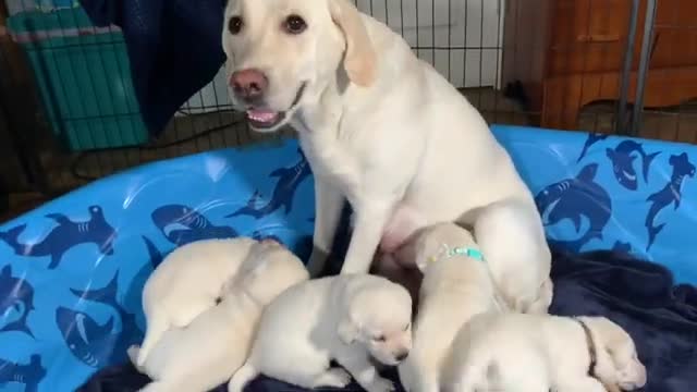 FLASHBACK FRIDAY! Aunt Sadie Visits the Puppies for the FIRST Time!