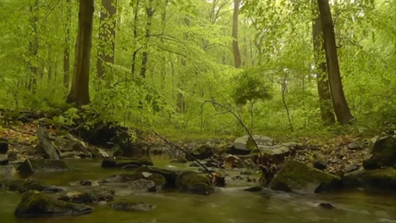 nature sound relax - forest sound relaxing - video satisfying