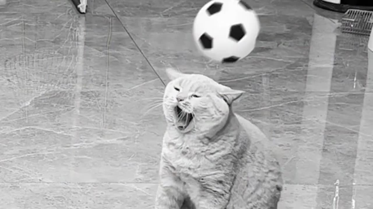"Feline football fever! These kitties are showing off their paw-some skills on the field