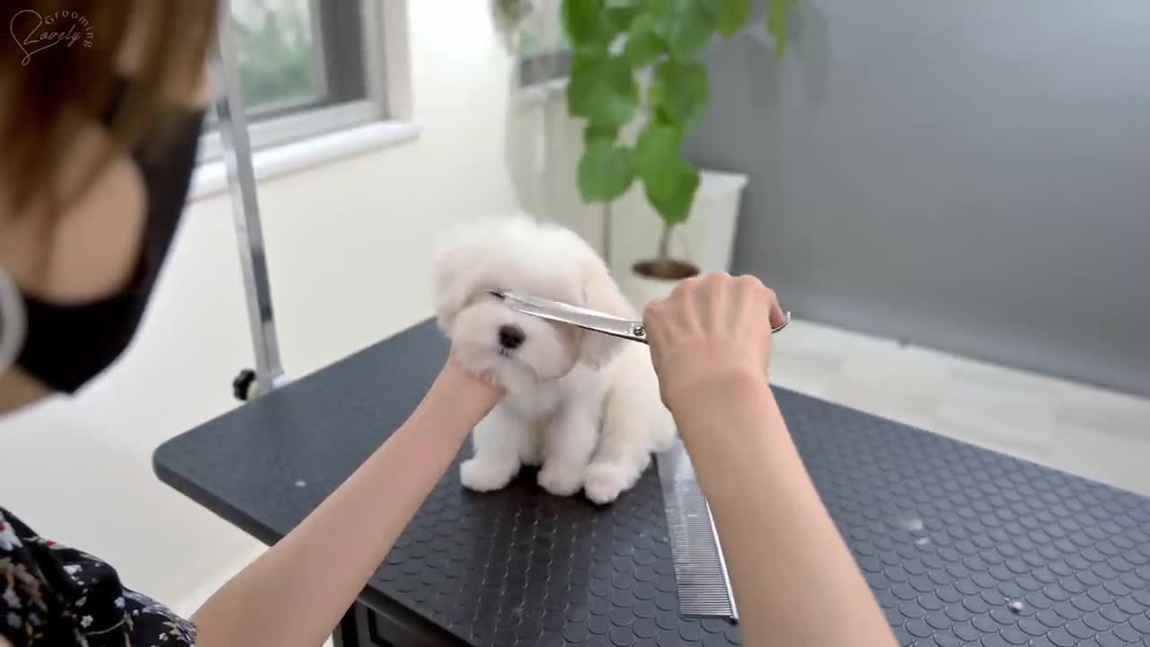 Maltese puppy Falls Asleep While getting Haircut