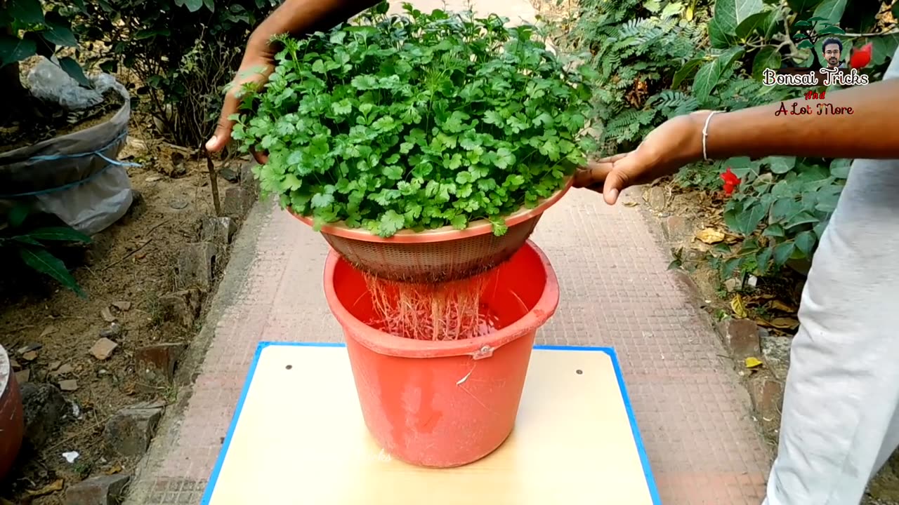 How to grow Coriander without soil | Coriander Dhaniya in hydroponic system