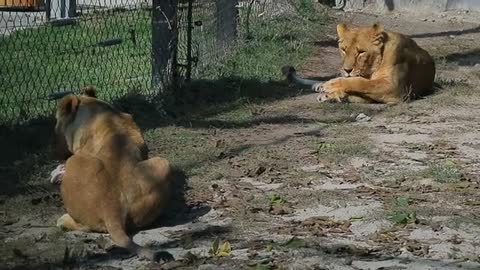 Two female lion