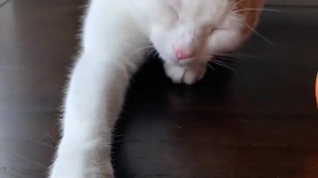 Cat cute video #love