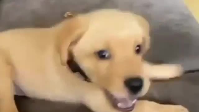 I was teasing my dog and he barked