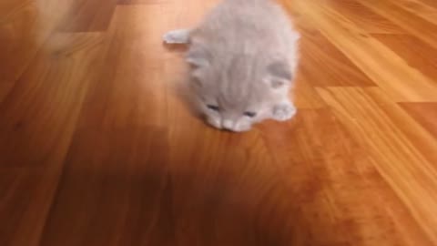 Kittens learn to walk.