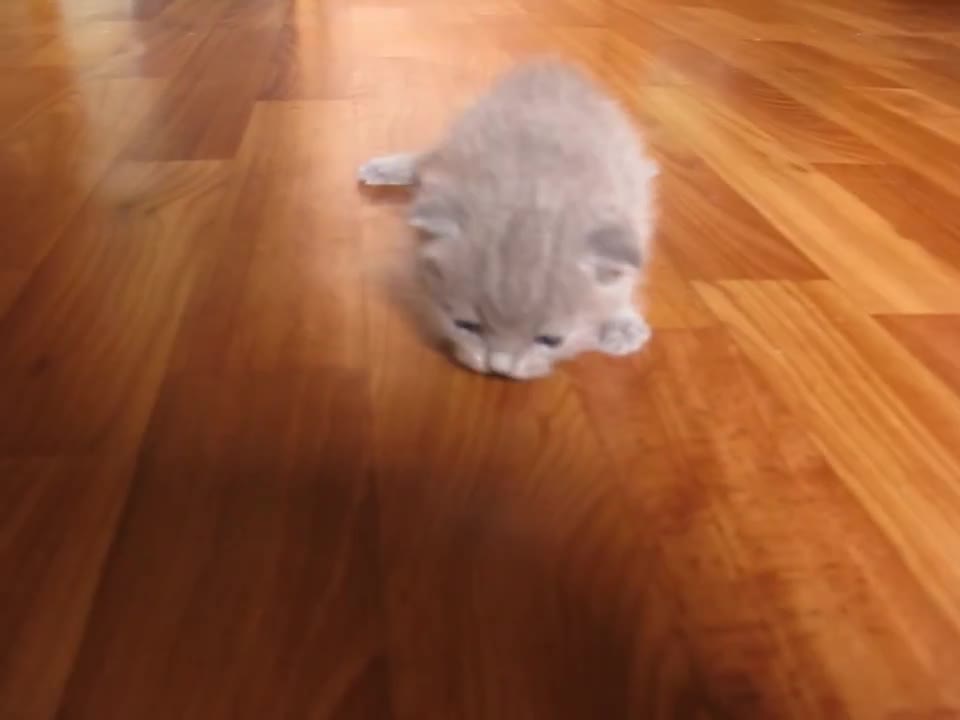 Kittens learn to walk.