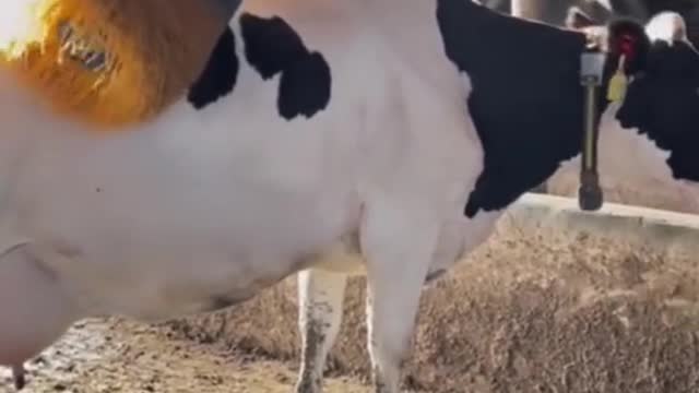 Massage a cow