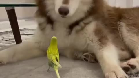 Dog and parrot conversation #shorts #shortsvideo #viral #video