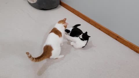 Cat Shows Other Cat Who's Boss