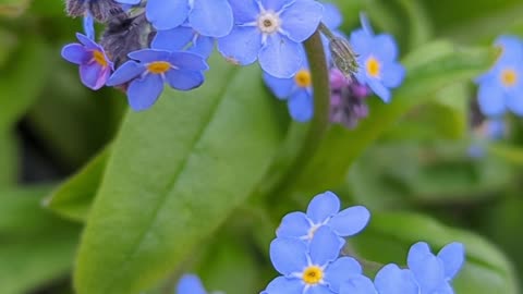 Blue forget me not flowers