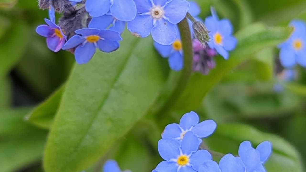 Blue forget me not flowers