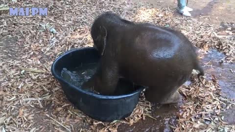 cutest Elephant baby