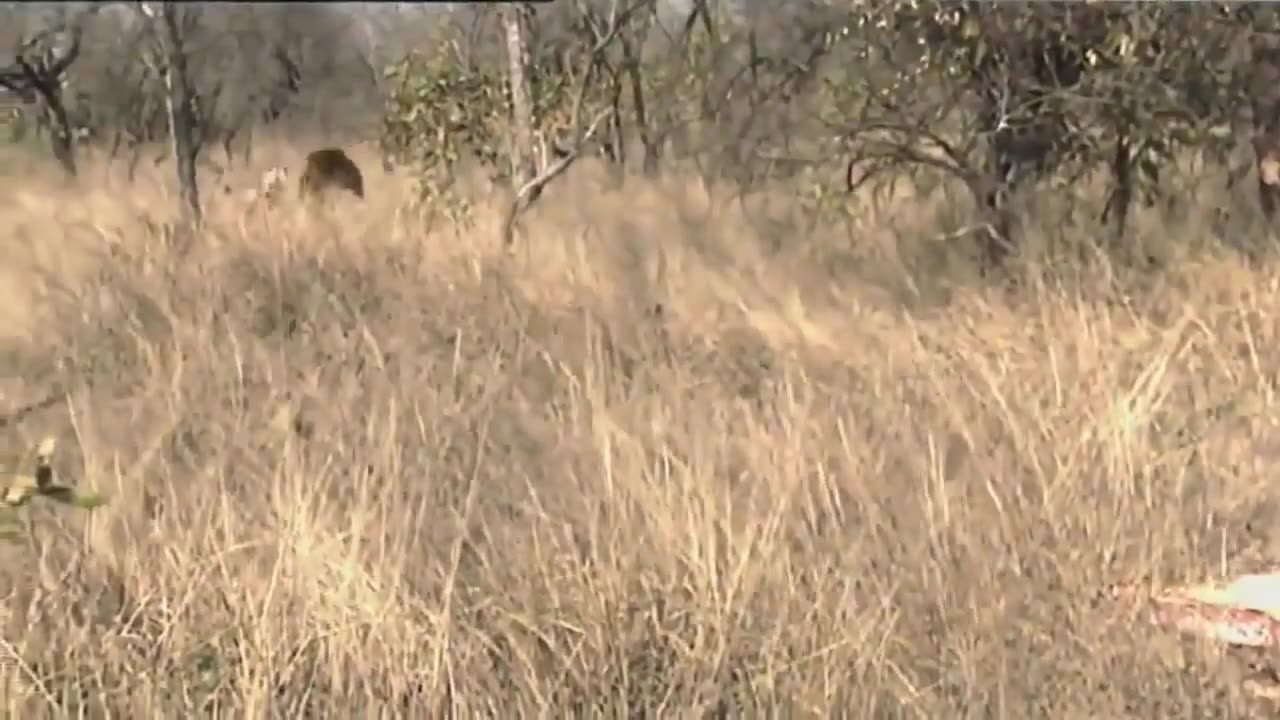 African Lions _ National Geographic Documentary