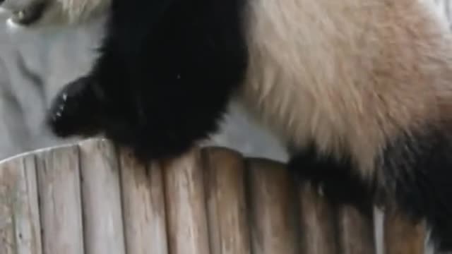 #cute#panda