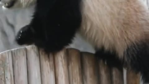 #cute#panda