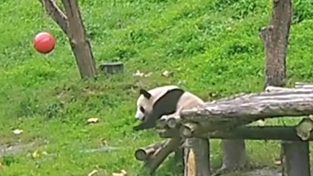 Does Xiong Bao feel pain Falling so high