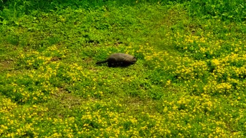 SMALL ANIMAL EATING IN OUR BACKYARD