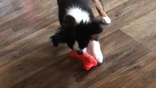 Toy Aussie