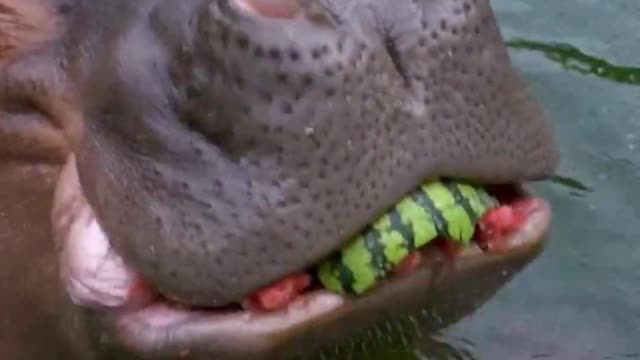 Hippo eats watermelon...amazing😍