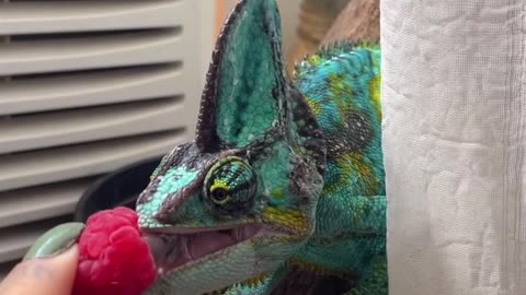 Chameleon Dances For Raspberry