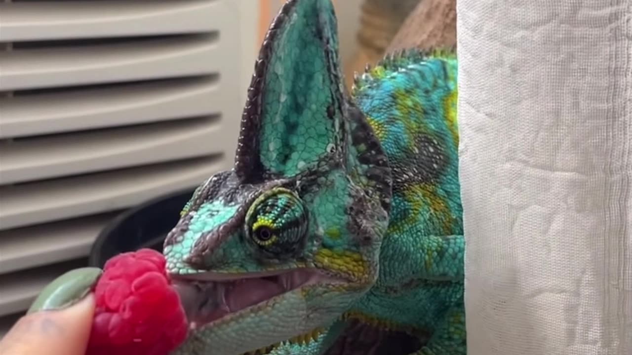 Chameleon Dances For Raspberry