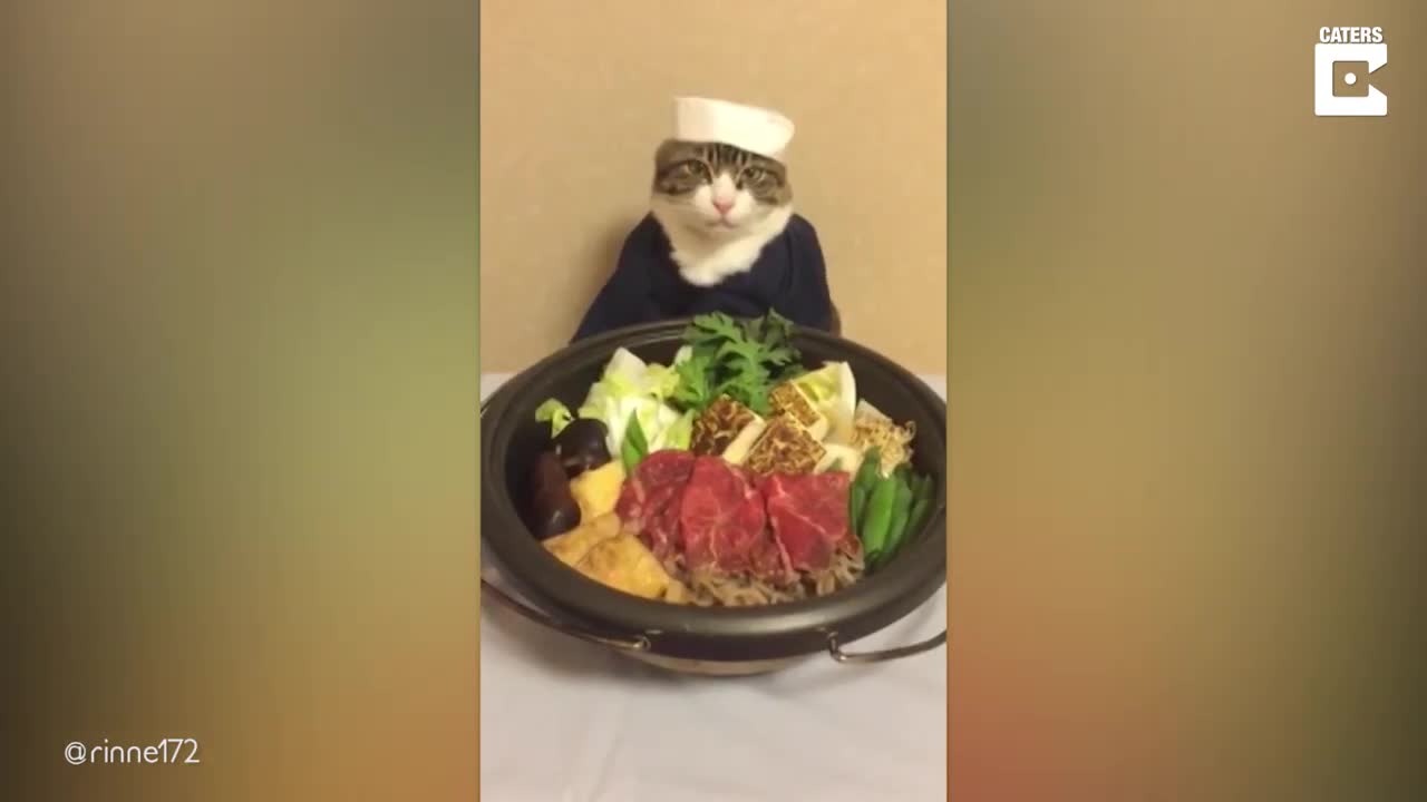 Kitties Eat Japanese Food