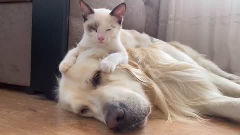 How a Golden Retriever and a Kitten Became Best Friends Compilation