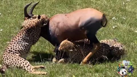 13 scary moments wild animals attack their prayer